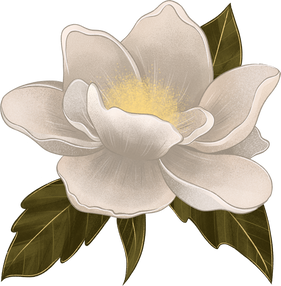 Magnolia Flower Illustration