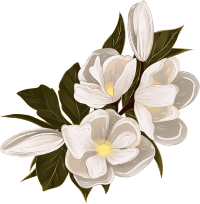 Magnolia Flowers with Leaves Illustration 