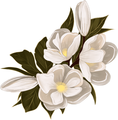 Magnolia Flowers with Leaves Illustration 